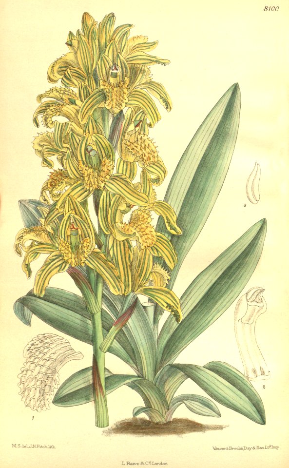 Chloraea piquichen (as Chloraea virescens) - Curtis' 132 (Ser. 4 no. 2) pl. 8100 (1906)
