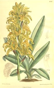 Chloraea piquichen (as Chloraea virescens) - Curtis' 132 (Ser. 4 no. 2) pl. 8100 (1906)