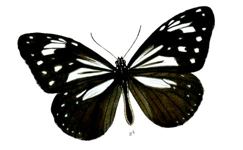 ChittiraFumata 16 2b