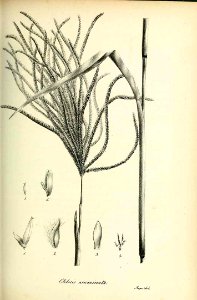 Chloris acuminata - Species graminum - Volume 3