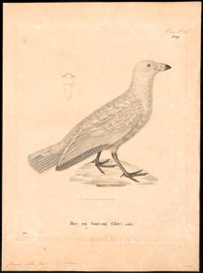 Chionis alba - 1700-1880 - Print - Iconographia Zoologica - Special Collections University of Amsterdam - UBA01 IZ17200333