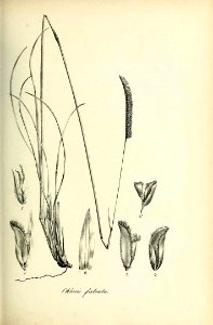 Chloris falcata - Species graminum - Volume 3