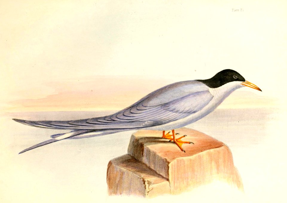 Chlidonias albostriatus Hullmandel