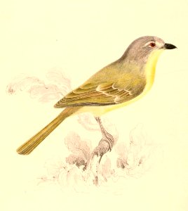 Chlorophoneus sulfureopectus similis 1838