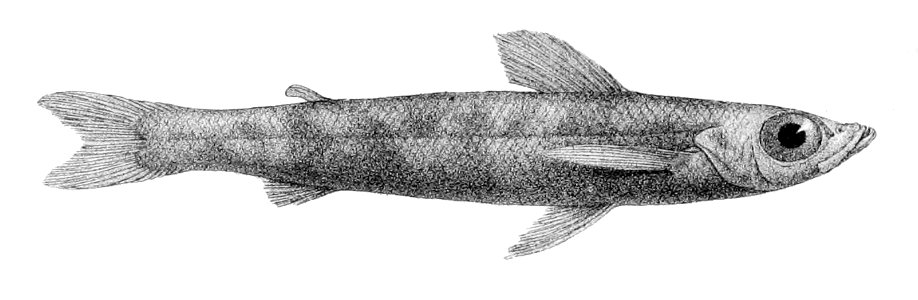 Chlorophthalmus agassizi1
