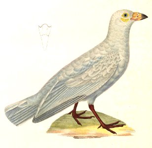 Chionis albus 1838