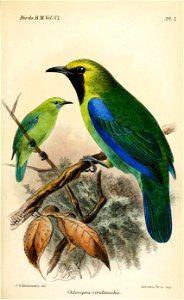 ChloropsisViridinuchaKeulemans