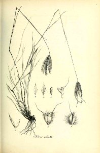 Chloris ciliata - Species graminum - Volume 3