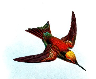 Chlorostilbon alice micans Keulemans