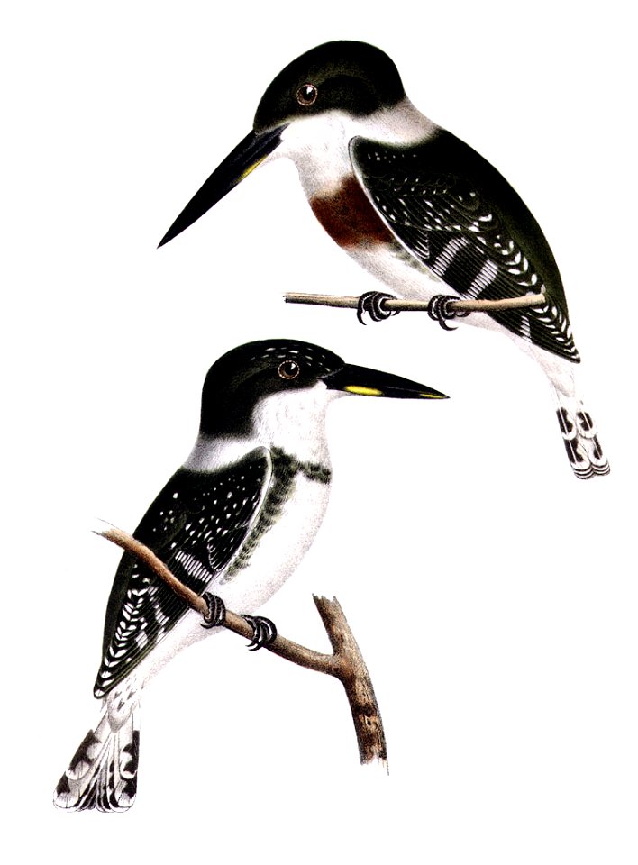 Chloroceryle americanaAQBIP07CA