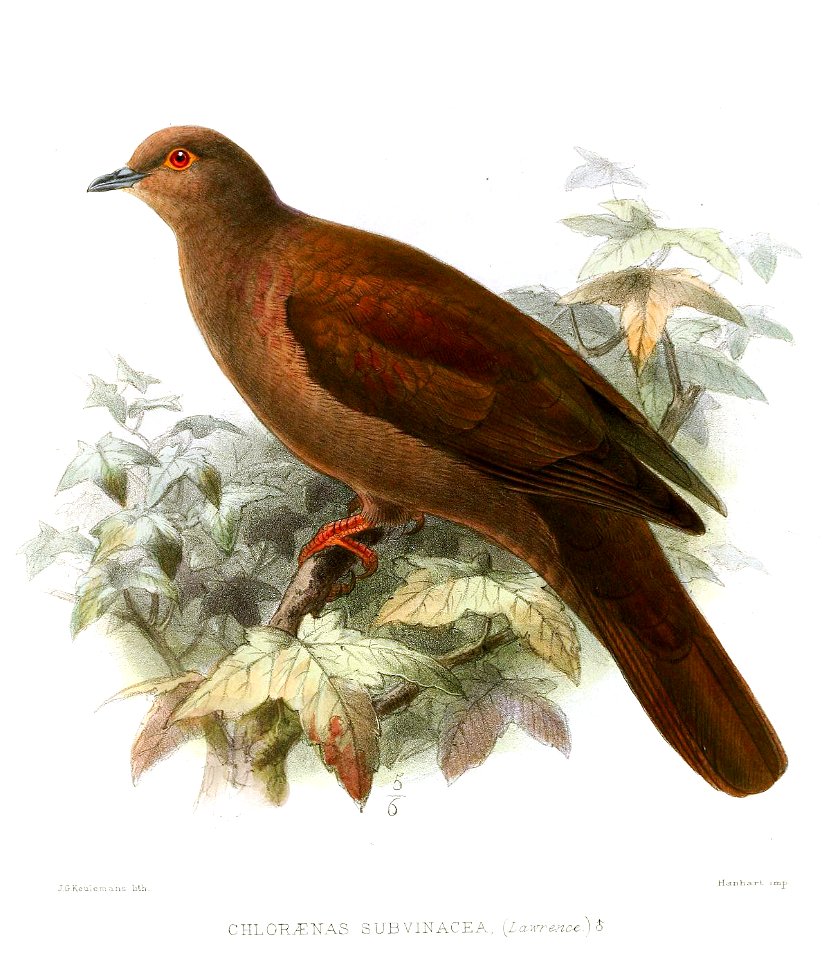 ChloraenasSubvinaceaKeulemans