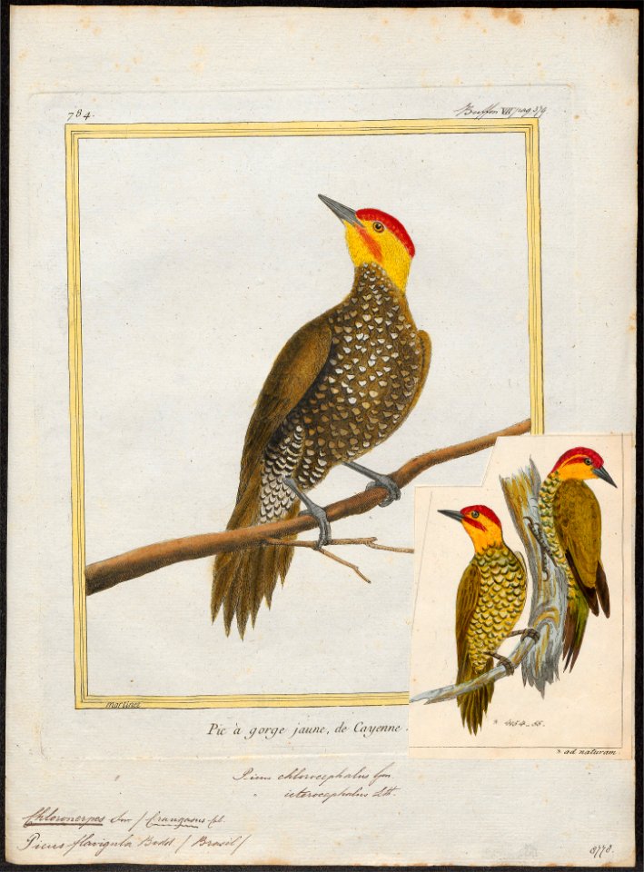 Chloronerpes flavigula - 1700-1880 - Print - Iconographia Zoologica - Special Collections University of Amsterdam - UBA01 IZ18700375