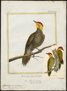 Chloronerpes flavigula - 1700-1880 - Print - Iconographia Zoologica - Special Collections University of Amsterdam - UBA01 IZ18700375