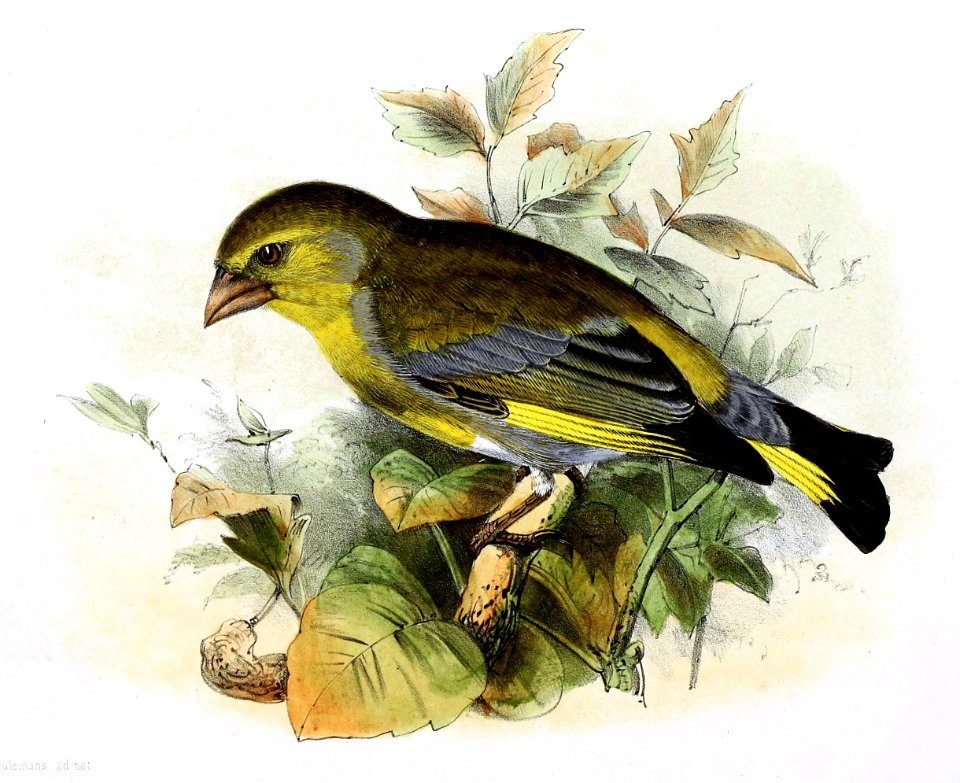 Chloris chloris 1869