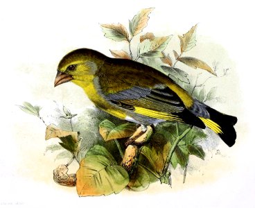 Chloris chloris 1869. Free illustration for personal and commercial use.