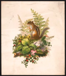 Chipmunk and ferns - after Mrs. O.E. Whitney. LCCN2016652304. Free illustration for personal and commercial use.