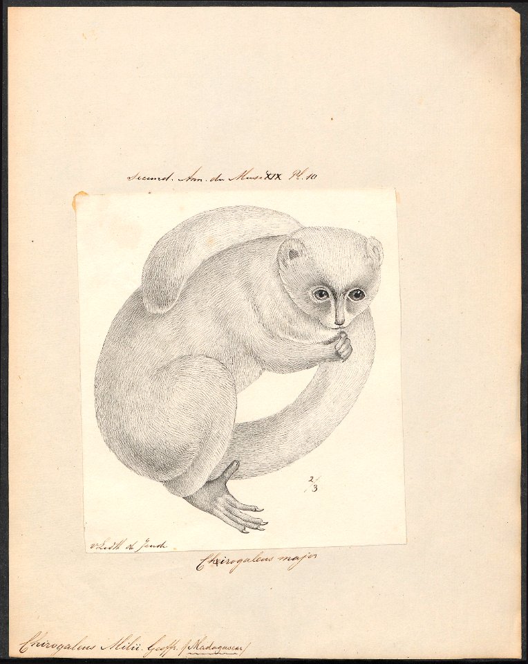 Chirogaleus milii - 1829-1867 - Print - Iconographia Zoologica - Special Collections University of Amsterdam - UBA01 IZ19700085