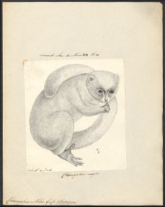 Chirogaleus milii - 1829-1867 - Print - Iconographia Zoologica - Special Collections University of Amsterdam - UBA01 IZ19700085