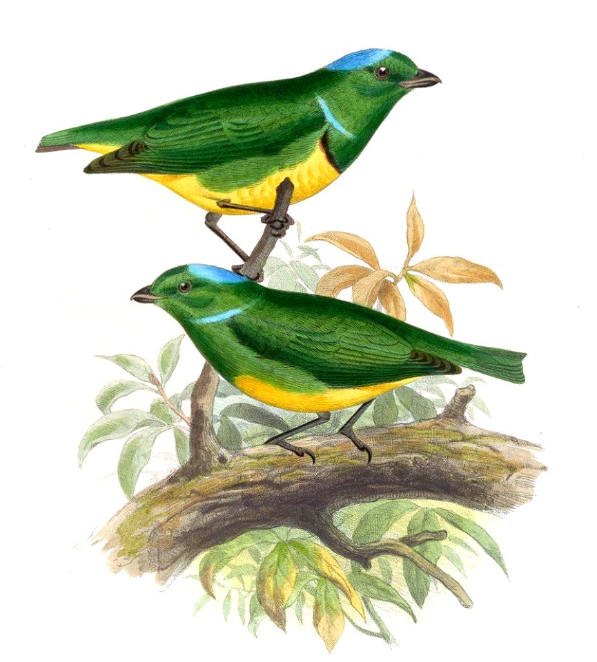 ChlorophoniaOccipitalisSmit