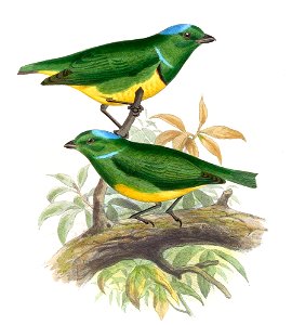 ChlorophoniaOccipitalisSmit