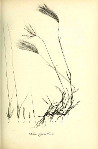 Chloris pycnothrix - Species graminum - Volume 3