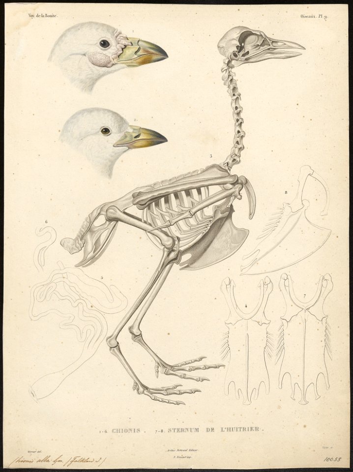 Chionis alba - kop en skelet - 1841-1852 - Print - Iconographia Zoologica - Special Collections University of Amsterdam - UBA01 IZ17200327
