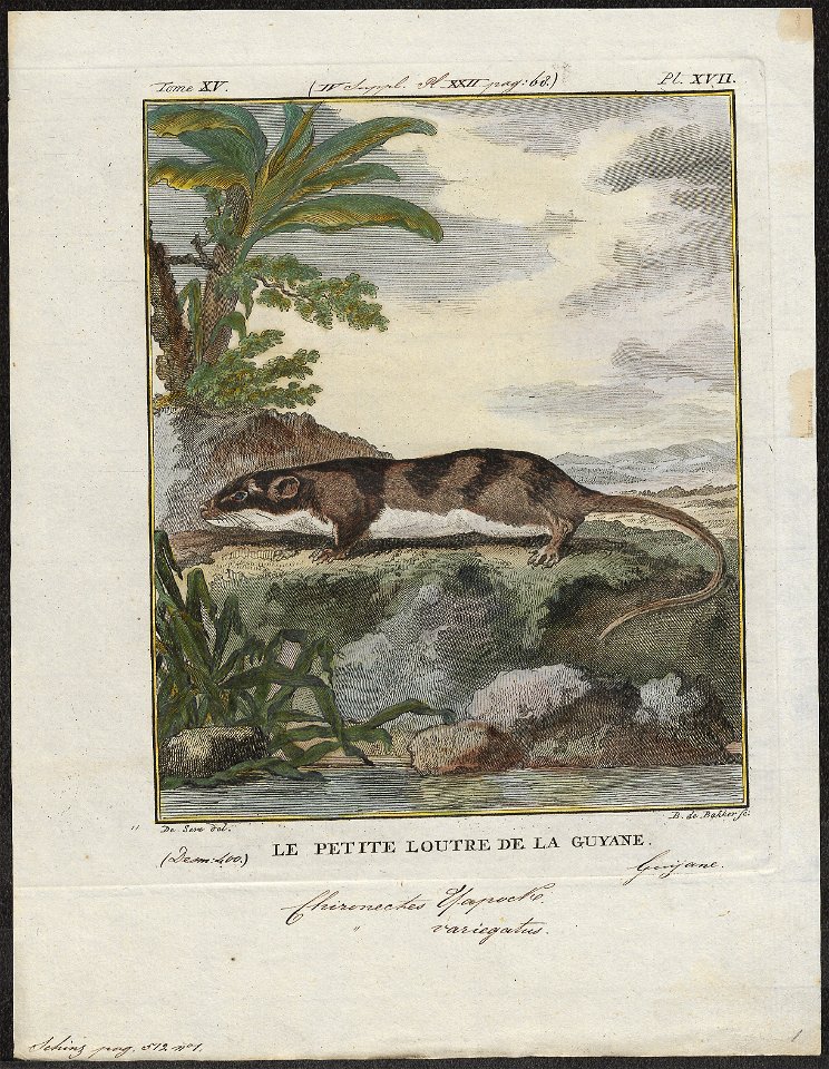 Chironectes variegatus - 1700-1880 - Print - Iconographia Zoologica - Special Collections University of Amsterdam - UBA01 IZ20300136