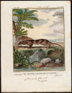 Chironectes variegatus - 1700-1880 - Print - Iconographia Zoologica - Special Collections University of Amsterdam - UBA01 IZ20300136