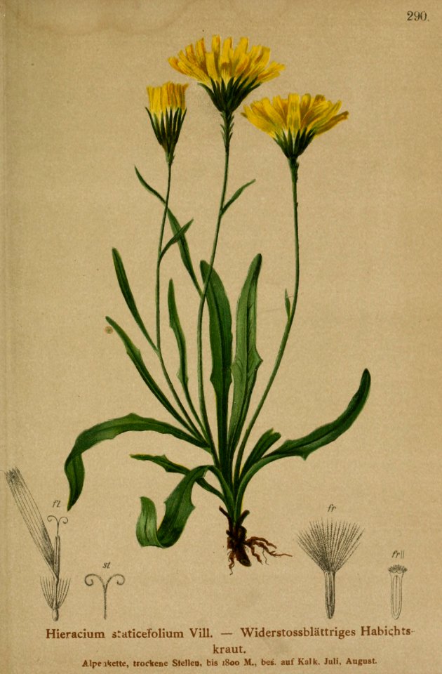 Chlorocrepis staticifolia