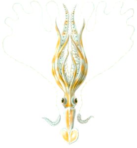 Chiroteuthis veranyi Haeckel