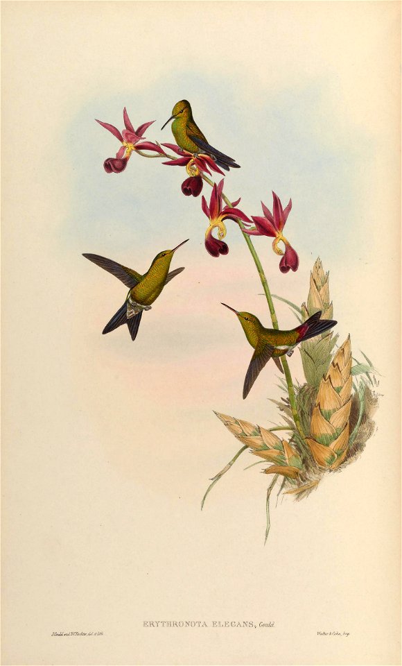Chlorostilbon elegans