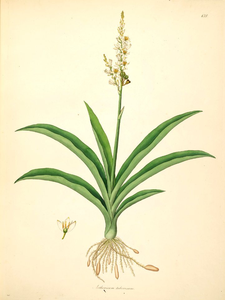 Chlorophytum tuberosum Roxburgh 1798 2-138