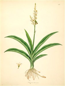 Chlorophytum tuberosum Roxburgh 1798 2-138