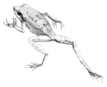 Chiromantis petersii