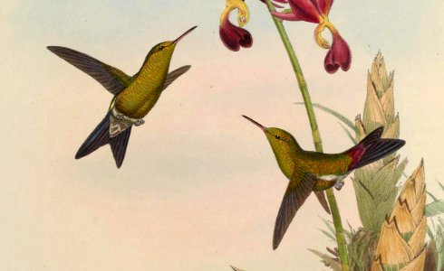 Chlorostilbon elegans (cropped2)