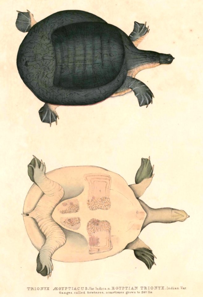 Chitra indica Hardwicke