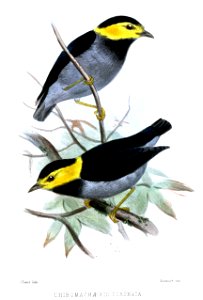 ChiromachaerisCoronataSmit
