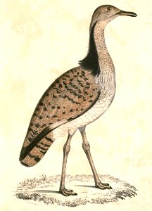 Chlamydotis macqueenii Hardwicke