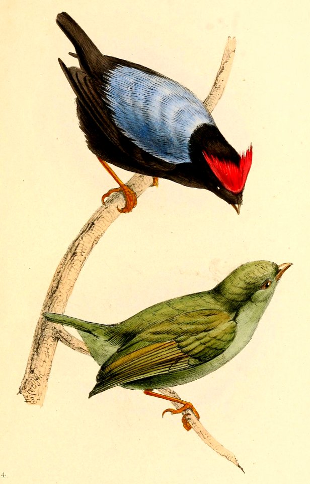 Chiroxiphia pareola 1841