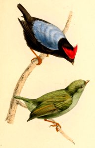 Chiroxiphia pareola 1841