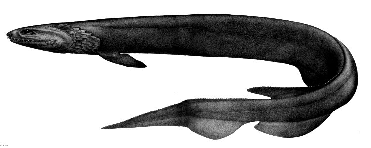 Chlamydoselachus anguineus1