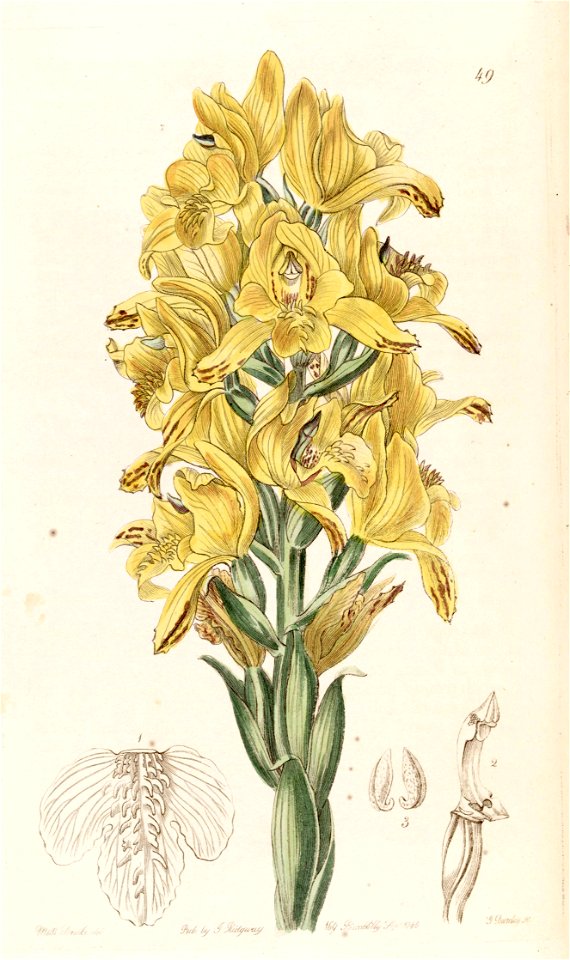 Chloraea piquichen (as Chloraea virescens) - Edwards vol 31 (NS 8) pl 49 (1845)