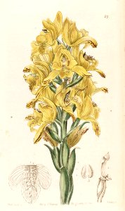 Chloraea piquichen (as Chloraea virescens) - Edwards vol 31 (NS 8) pl 49 (1845). Free illustration for personal and commercial use.