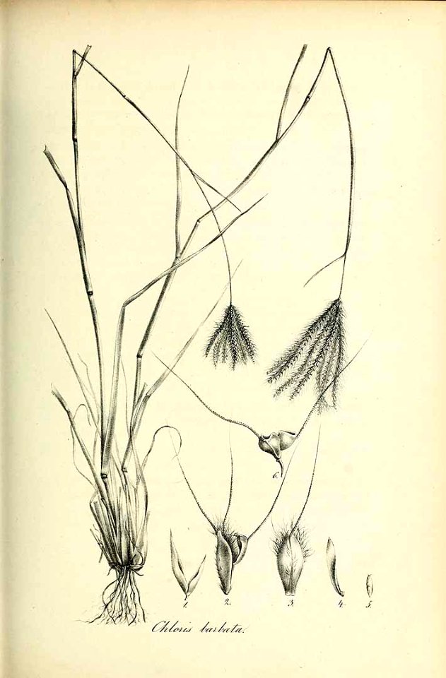 Chloris barbata - Species graminum - Volume 3