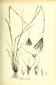 Chloris barbata - Species graminum - Volume 3