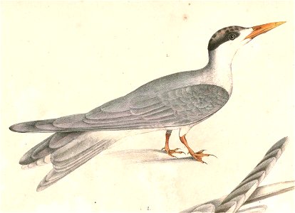 Chlidonias hybrida javanicus Hardwicke