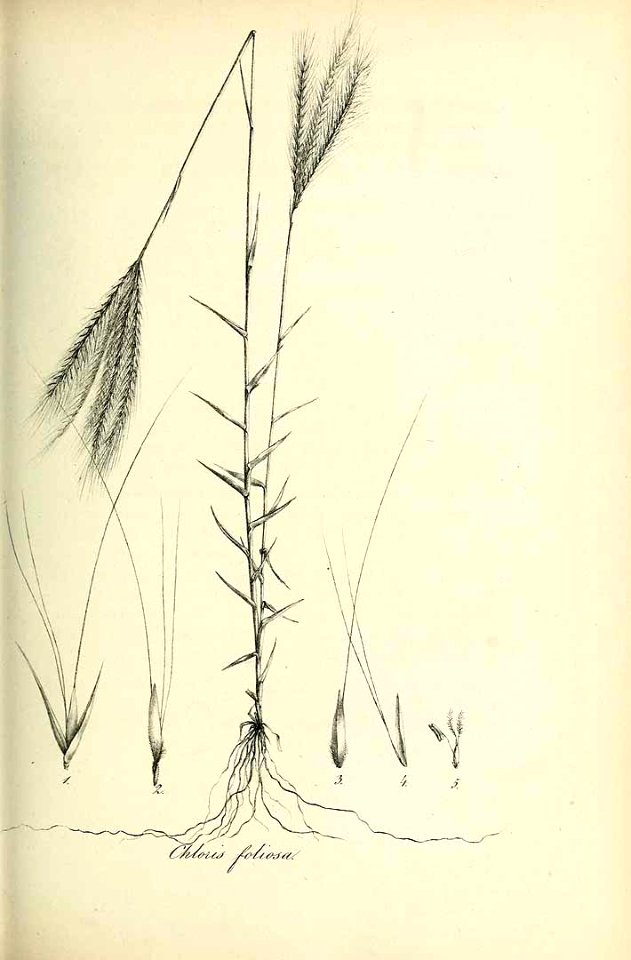 Chloris foliosa - Species graminum - Volume 3
