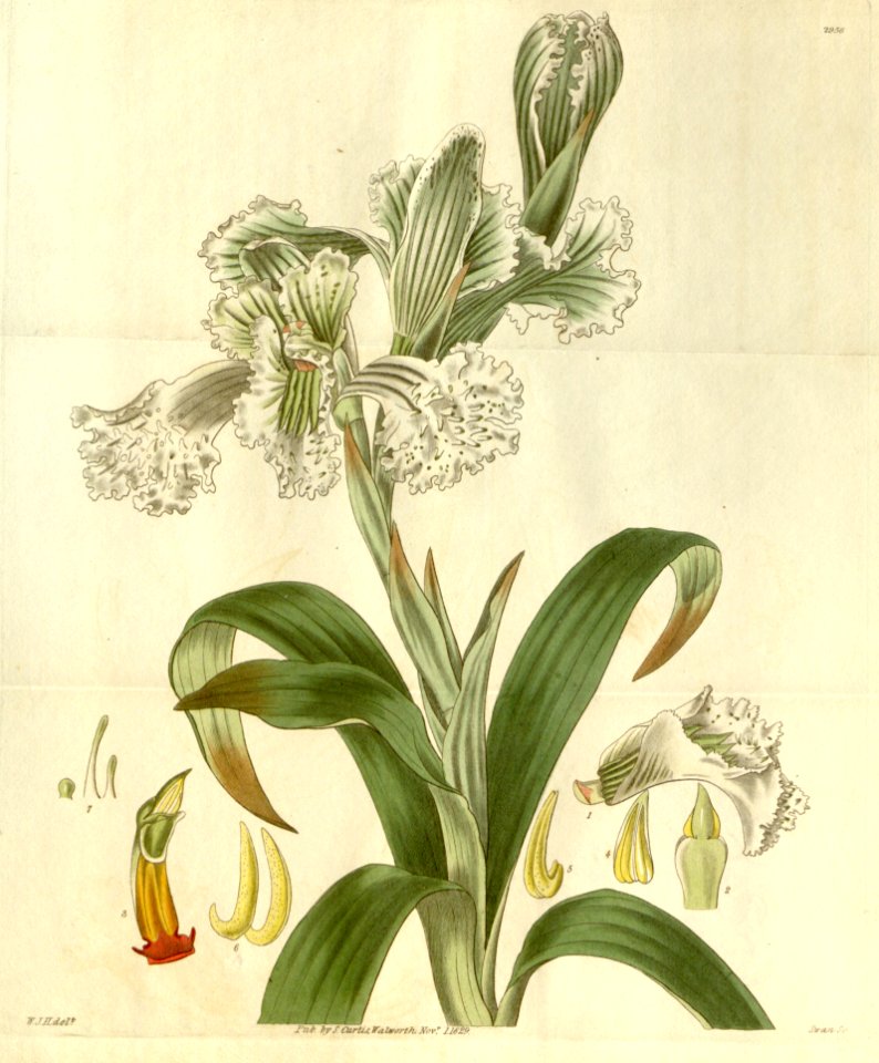 Chloraea bletioides (as Ulantha grandiflora and Neottia grandiflora) - Curtis' 57 (N.S. 4) pl. 2956 (1829)