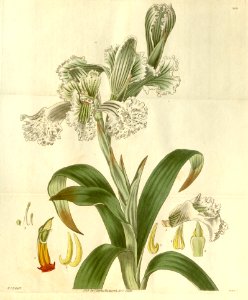 Chloraea bletioides (as Ulantha grandiflora and Neottia grandiflora) - Curtis' 57 (N.S. 4) pl. 2956 (1829)