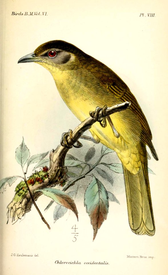 ChlorocichlaOccidentalisKeulemans